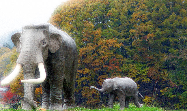 Naumann Elephant